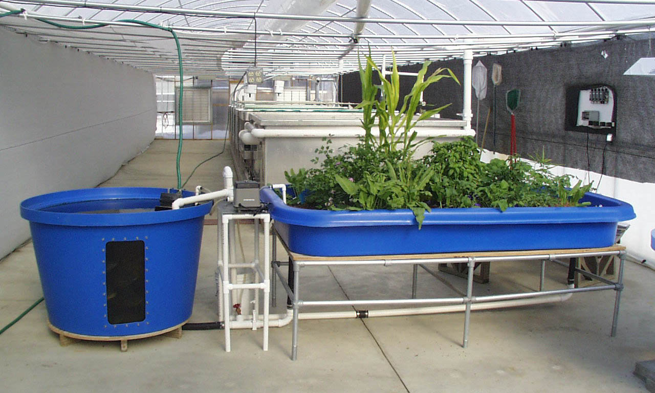 AQUAPONIC REVIEW | All About Aquaponic